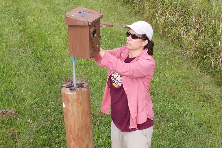 BU Faculty Member Lauri Green Checks a Nesting Box