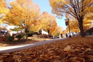 students walking during the fall