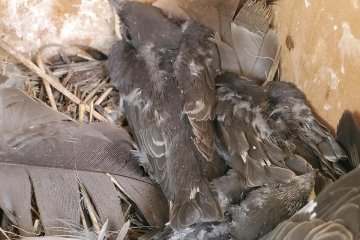 Nestingn birds